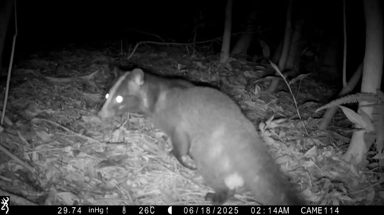 南港公園出現神祕住客 野生動物給您意外驚喜 南港公園出現神祕住客 野生動物給您意外驚喜