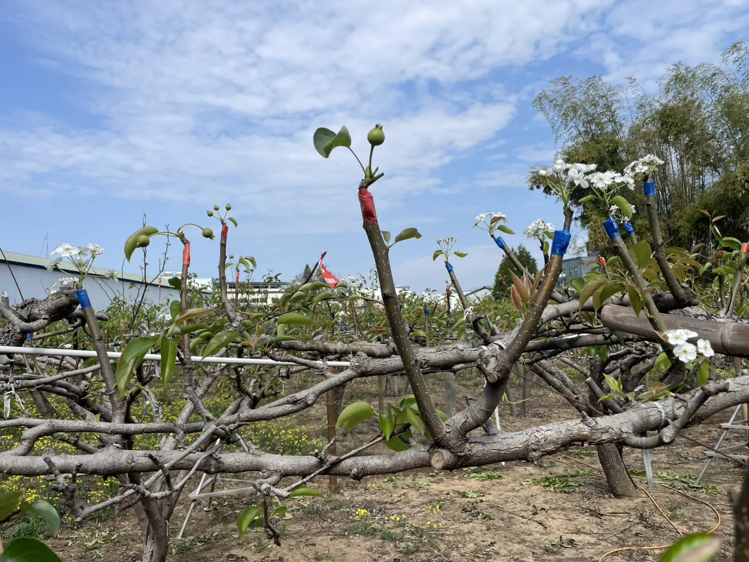 山城梨園進入關鍵期 中市農業局籲請提前防範梨赤星病 守護花果健康 山城梨園進入關鍵期 中市農業局籲請提前防範梨赤星病 守護花果健康