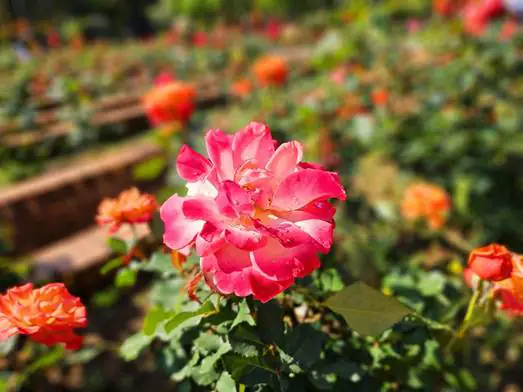 士林官邸玫瑰幫追愛 單身男女聯誼覓良緣 士林官邸玫瑰幫追愛 單身男女聯誼覓良緣