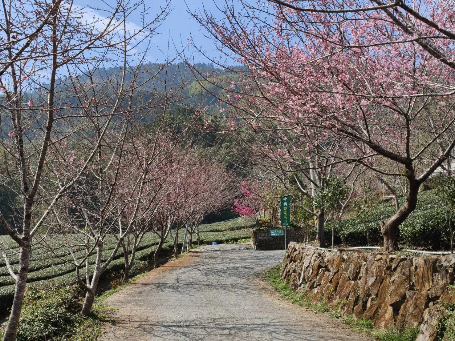 夜賞燈會、晨看櫻花 入住阿里山賓館再送賞櫻好禮 夜賞燈會、晨看櫻花 入住阿里山賓館再送賞櫻好禮
