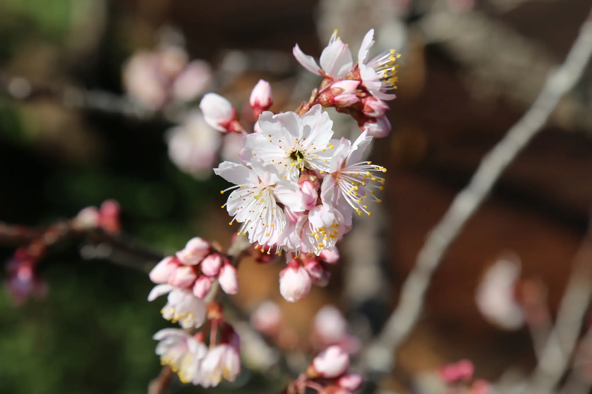 夜賞燈會、晨看櫻花 入住阿里山賓館再送賞櫻好禮 夜賞燈會、晨看櫻花 入住阿里山賓館再送賞櫻好禮