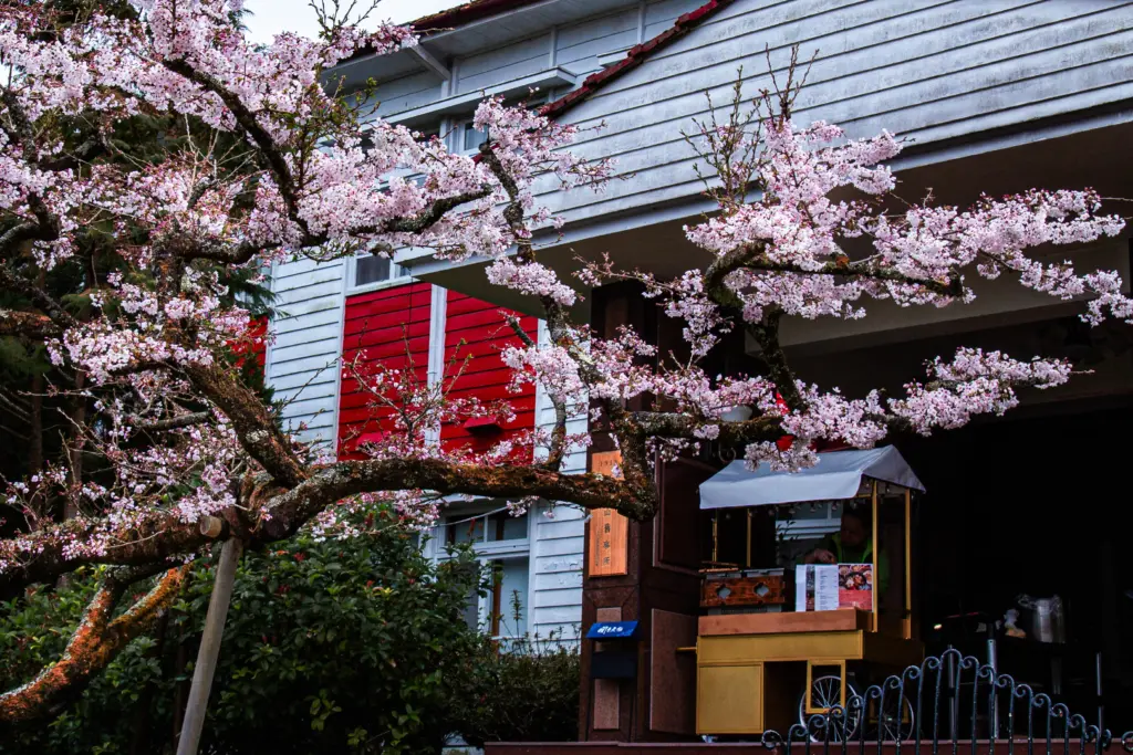 夜賞燈會、晨看櫻花 入住阿里山賓館再送賞櫻好禮 夜賞燈會、晨看櫻花 入住阿里山賓館再送賞櫻好禮