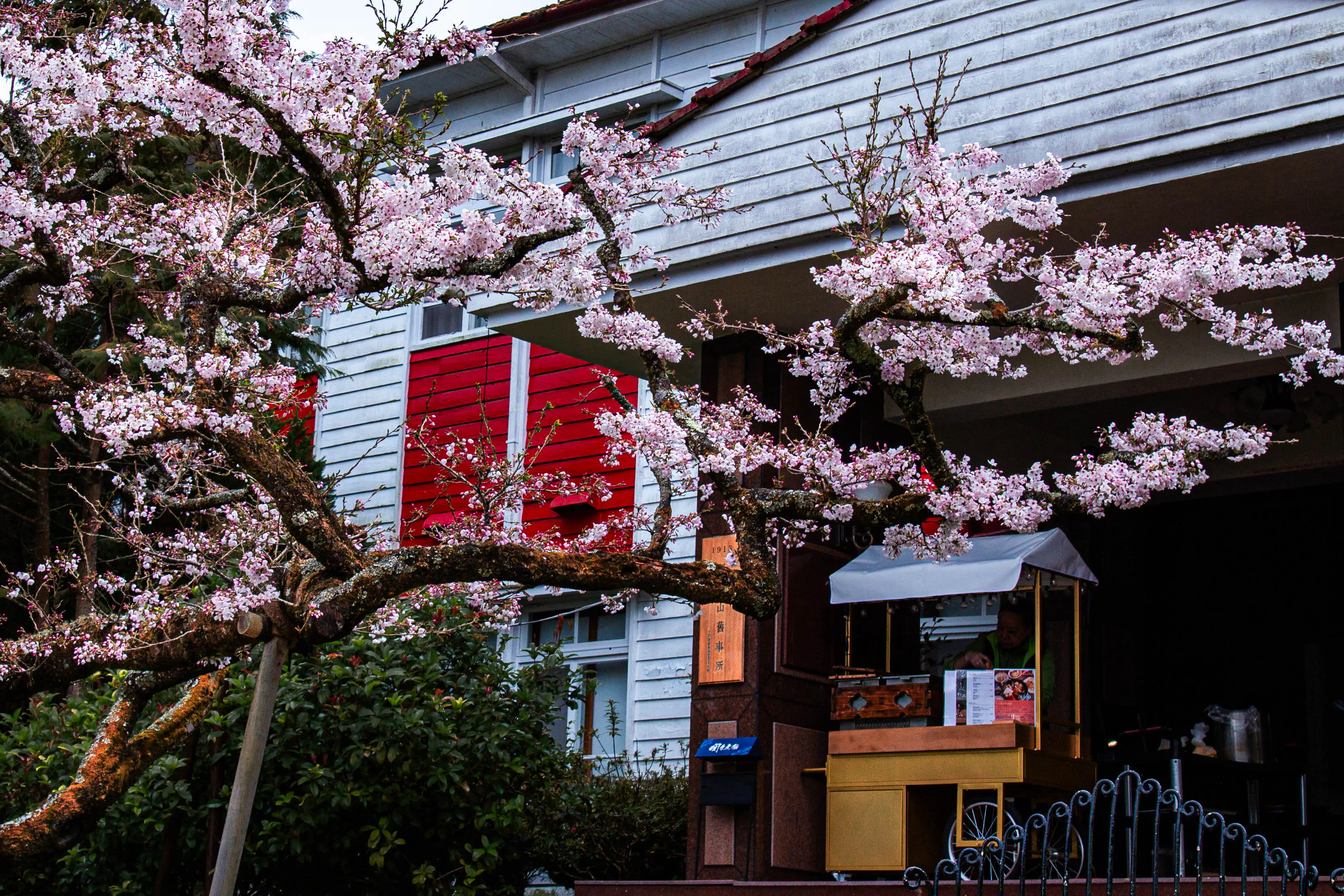 夜賞燈會、晨看櫻花 入住阿里山賓館再送賞櫻好禮 夜賞燈會、晨看櫻花 入住阿里山賓館再送賞櫻好禮