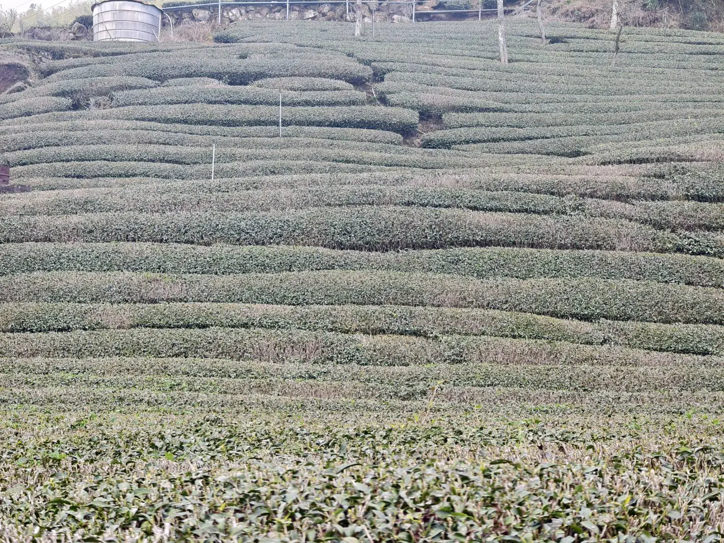 因1-2月乾旱影響 竹崎、梅山、番路、阿里山鄉即日起至4月14日受理茶農農業天然災害現金救助 因1-2月乾旱影響 竹崎、梅山、番路、阿里山鄉即日起至4月14日受理茶農農業天然災害現金救助