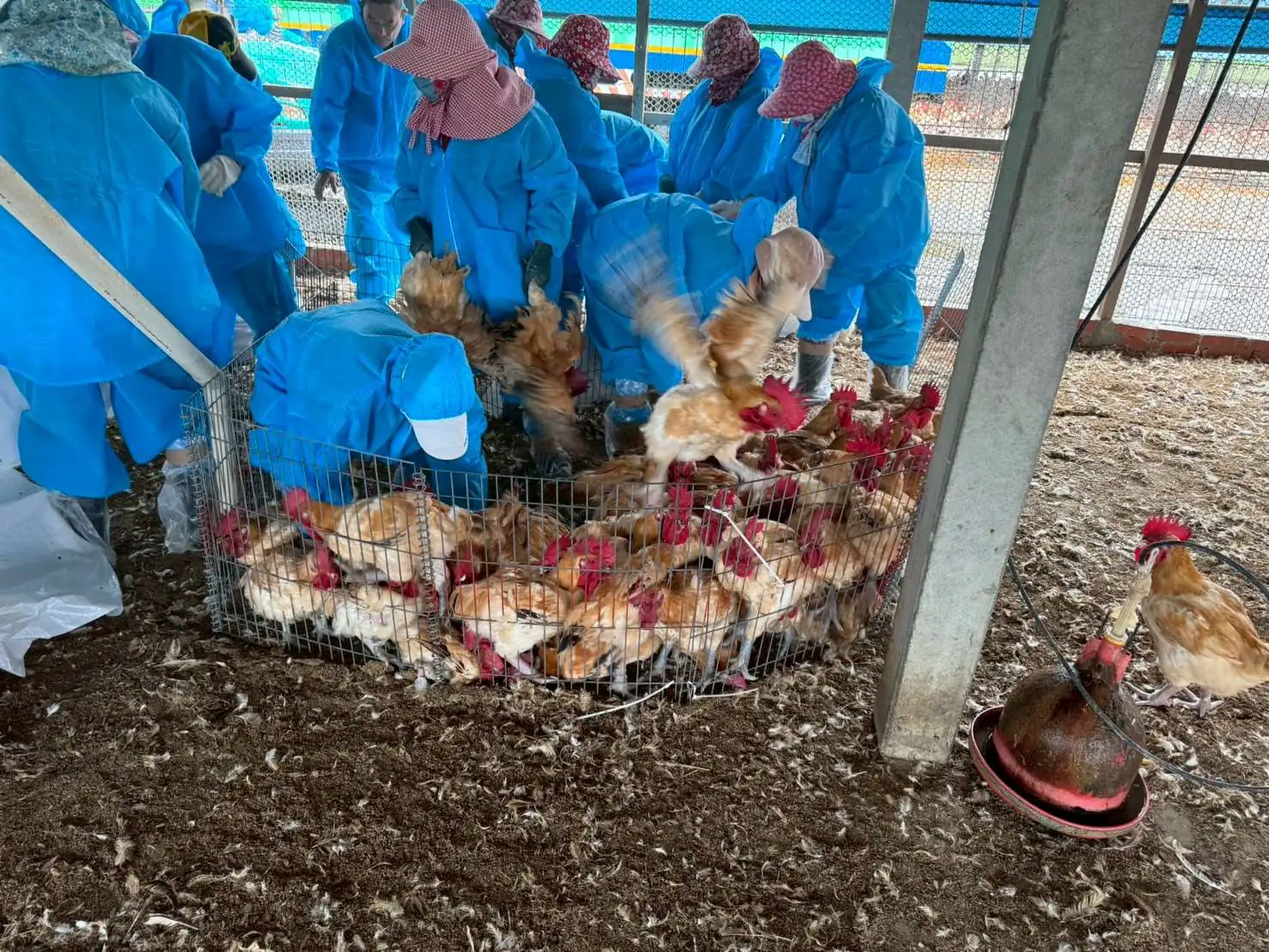 雲林水林傳2例屠宰場回溯禽流感 縣府嚴申隱匿疫情將重罰且不予補償 雲林水林傳2例屠宰場回溯禽流感 縣府嚴申隱匿疫情將重罰且不予補償