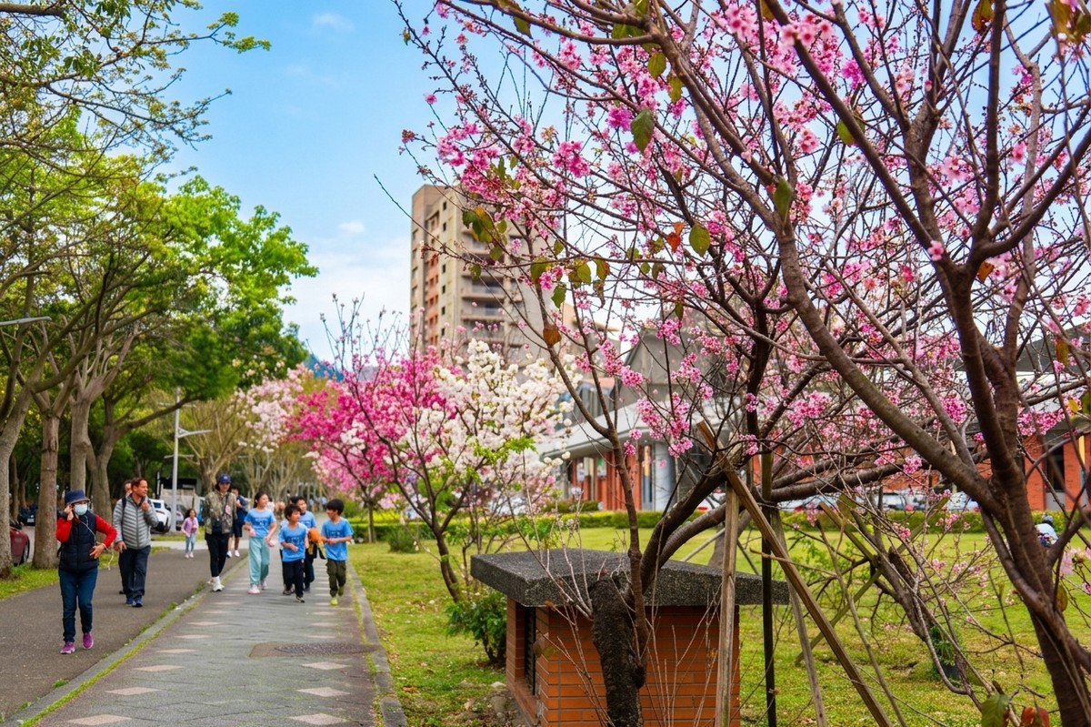 第三屆北大櫻花祭 搭小火車賞櫻正夯 第三屆北大櫻花祭 搭小火車賞櫻正夯