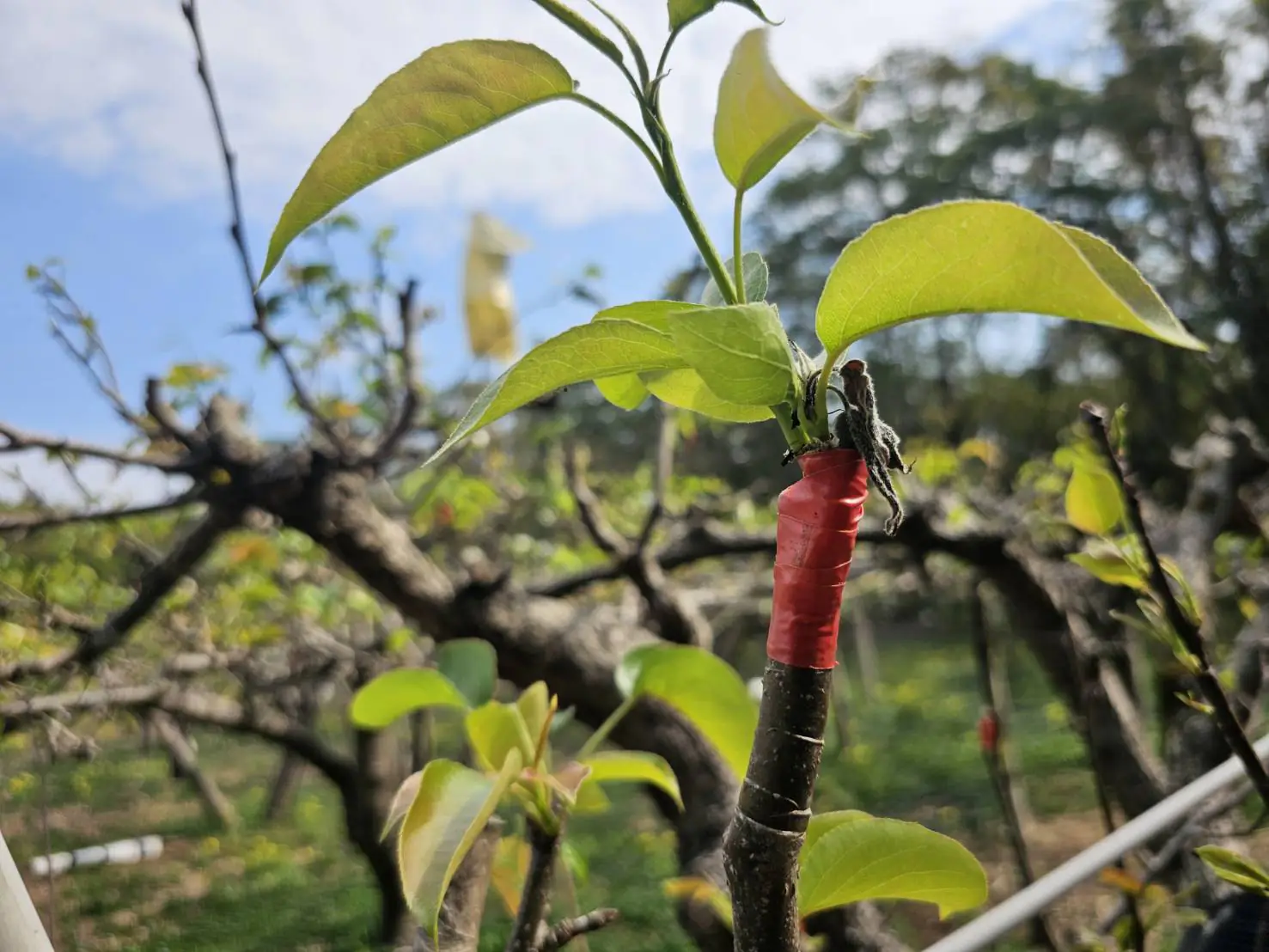 中市高接梨穗災損補助 3/19-4/1受災農民可申請現金救助 中市高接梨穗災損補助 3/19-4/1受災農民可申請現金救助