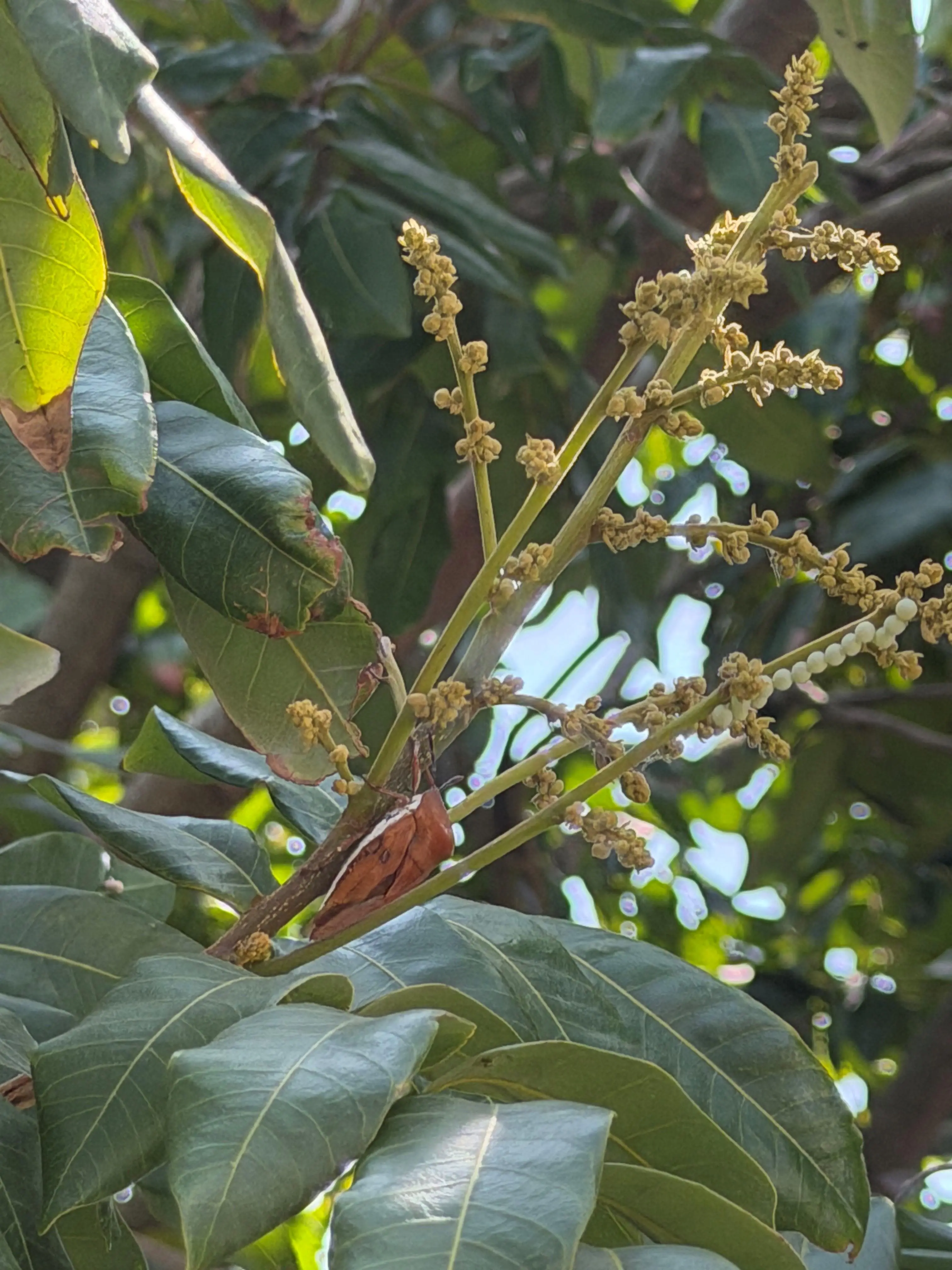 荔枝椿象化學共同防治期已結束 荔枝及龍眼盛花期請停止施藥 荔枝椿象化學共同防治期已結束 荔枝及龍眼盛花期請停止施藥