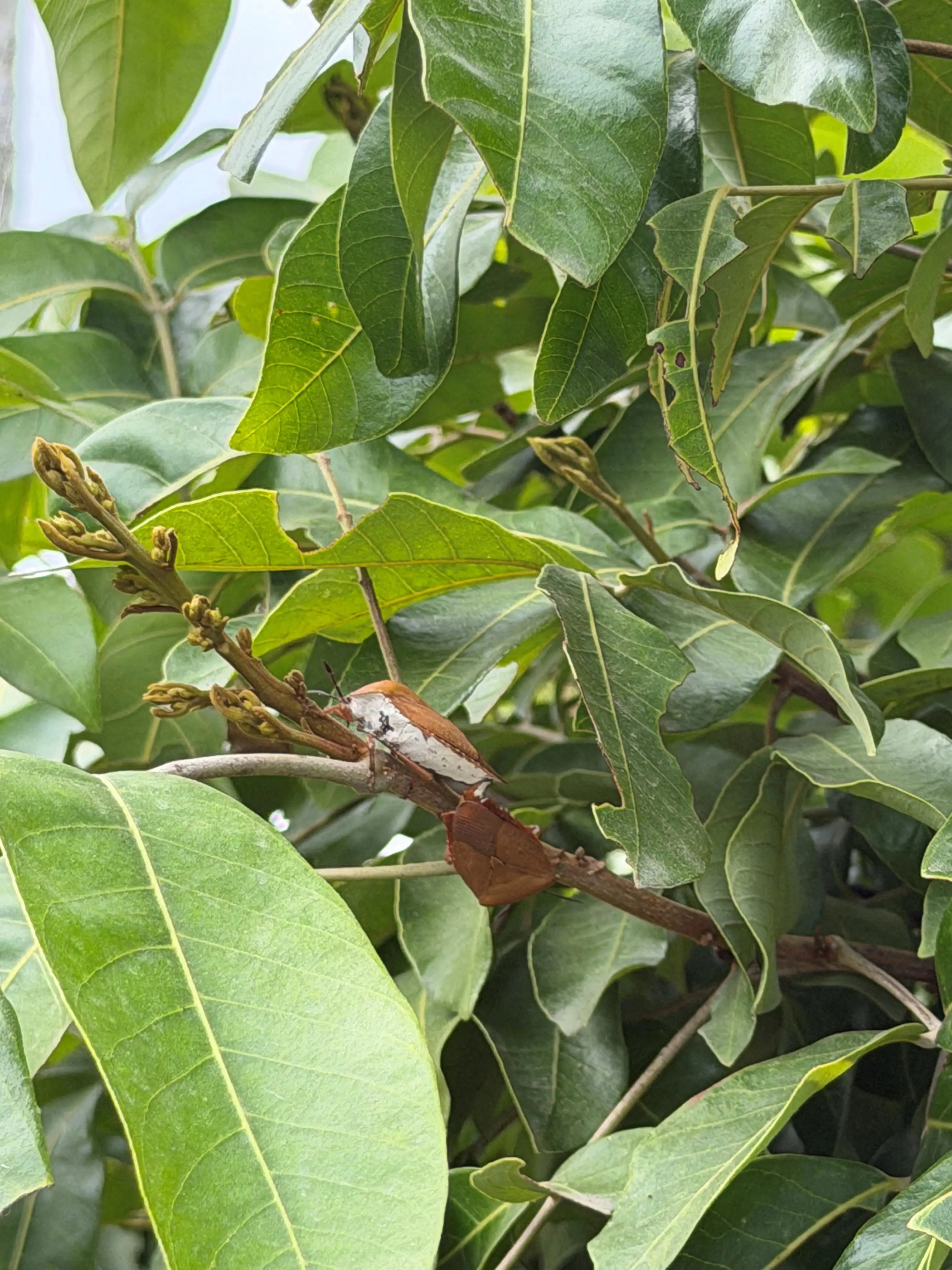 荔枝椿象化學共同防治期已結束 荔枝及龍眼盛花期請停止施藥 荔枝椿象化學共同防治期已結束 荔枝及龍眼盛花期請停止施藥