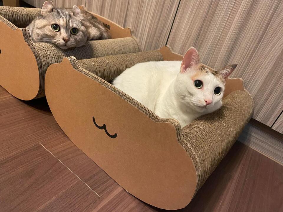 台灣製貓抓板品牌:從紙箱工廠出發 打造通過SGS認證的貓咪用品 台灣製貓抓板品牌:從紙箱工廠出發 打造通過SGS認證的貓咪用品