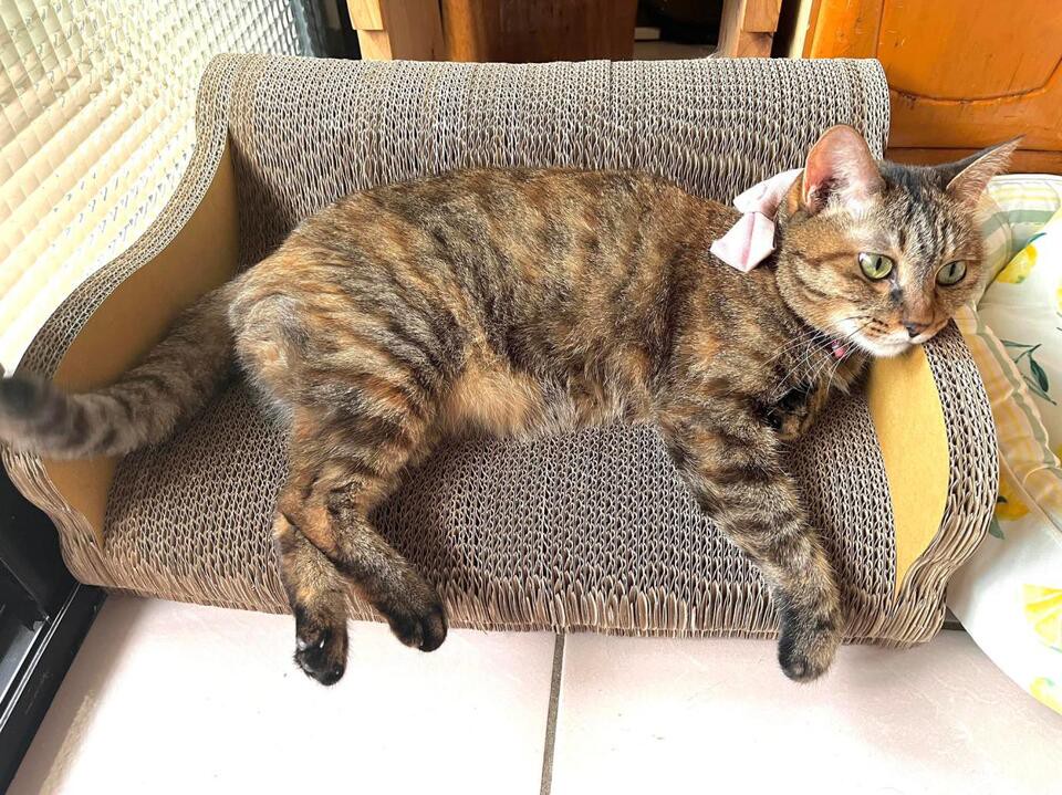 台灣製貓抓板品牌:從紙箱工廠出發 打造通過SGS認證的貓咪用品 台灣製貓抓板品牌:從紙箱工廠出發 打造通過SGS認證的貓咪用品