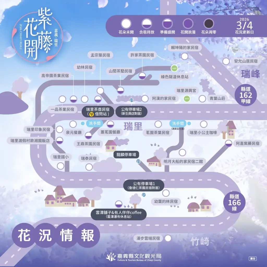 瑞里紫藤含苞待放 春日紫色山城即將登場 瑞里紫藤含苞待放 春日紫色山城即將登場