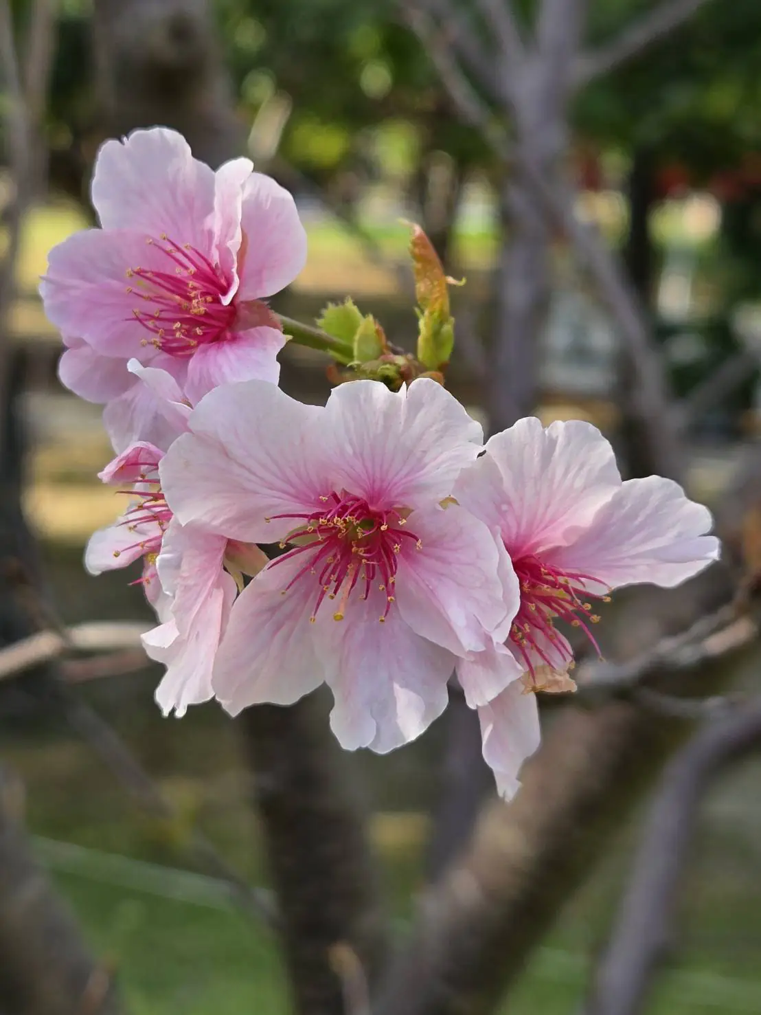 粉紅花海浪漫登場 大安森林公園大漁櫻柔情似水 粉紅花海浪漫登場 大安森林公園大漁櫻柔情似水