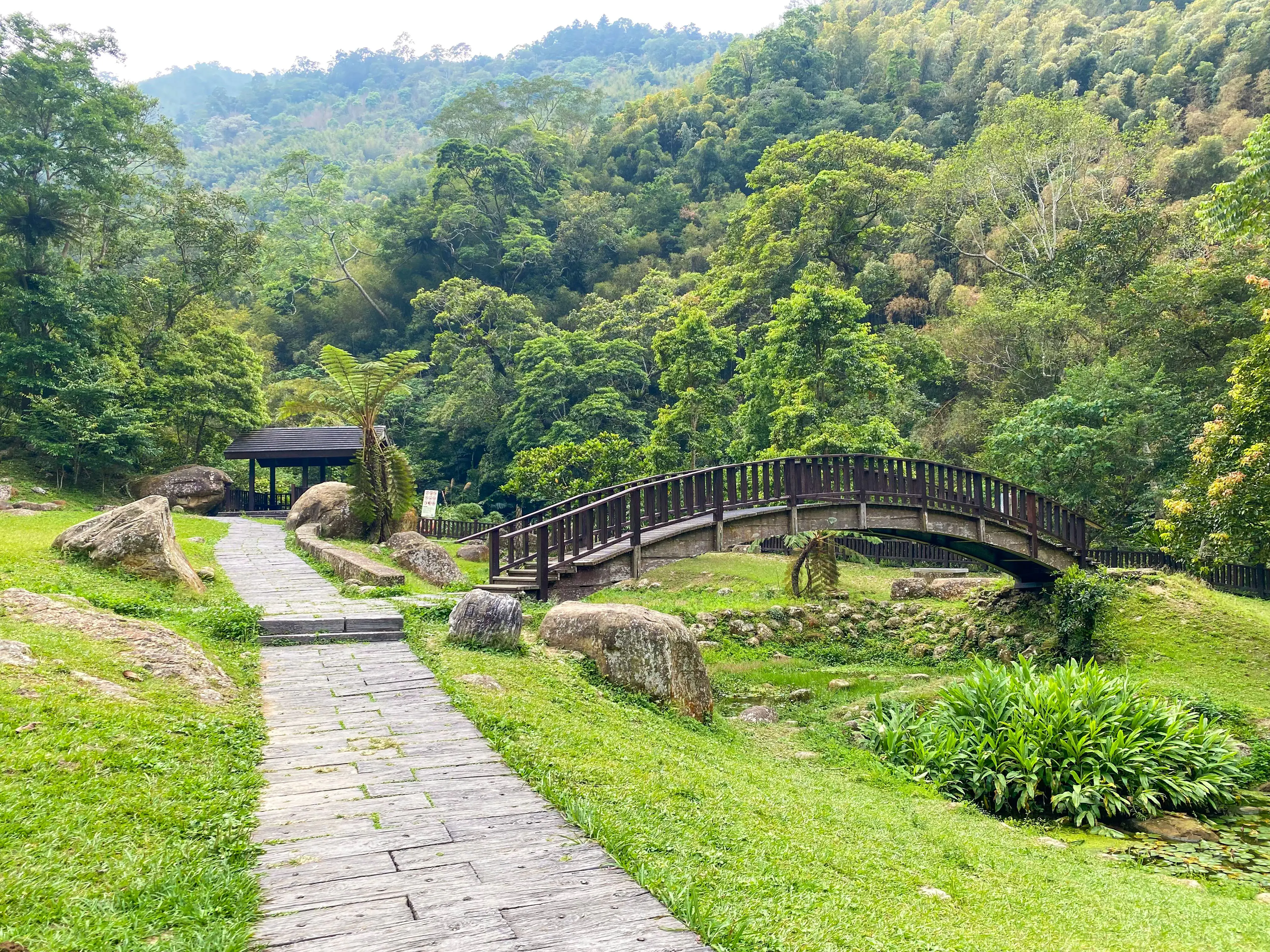 瑞里紫藤含苞待放 春日紫色山城即將登場 瑞里紫藤含苞待放 春日紫色山城即將登場