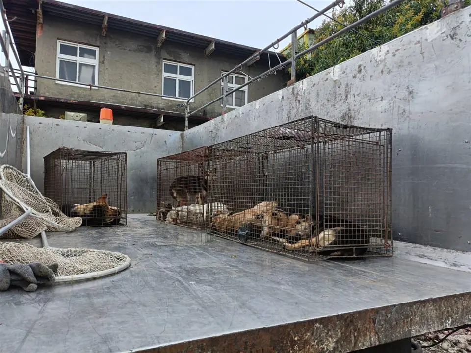 和美鎮民眾飼養犬隻危害公共安全　彰化縣動防所強力介入依法究責