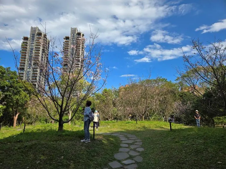 粉紅花海浪漫登場 大安森林公園大漁櫻柔情似水 粉紅花海浪漫登場 大安森林公園大漁櫻柔情似水