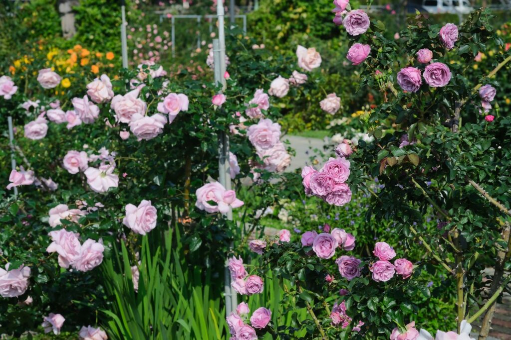 走進 臺北玫瑰園,感受「玫感藝象」的城市浪漫 8 9816dbd9 1e08 4175 95b7 6f26c98f327d