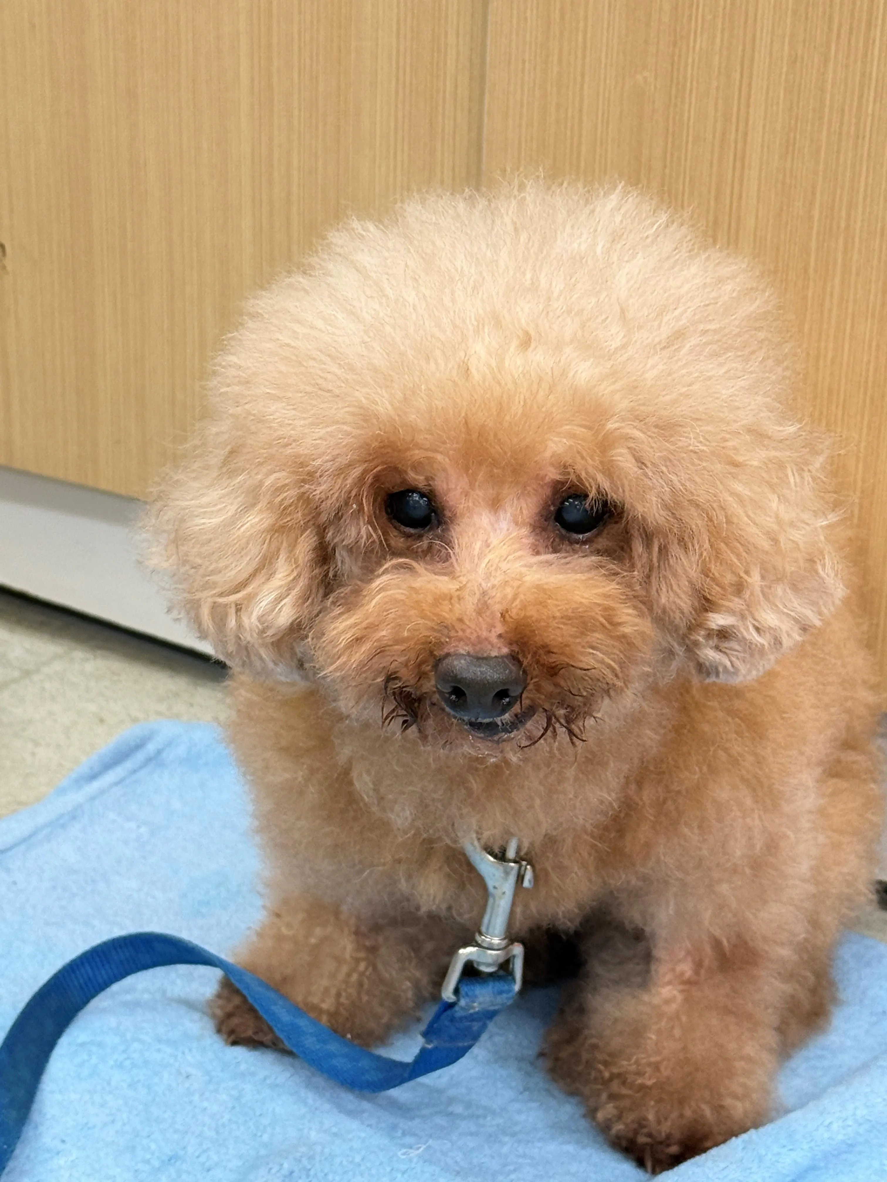 「我們來找你了」 北市推浪愛滿屋 南港同樂會助毛孩尋家 「我們來找你了」 北市推浪愛滿屋 南港同樂會助毛孩尋家