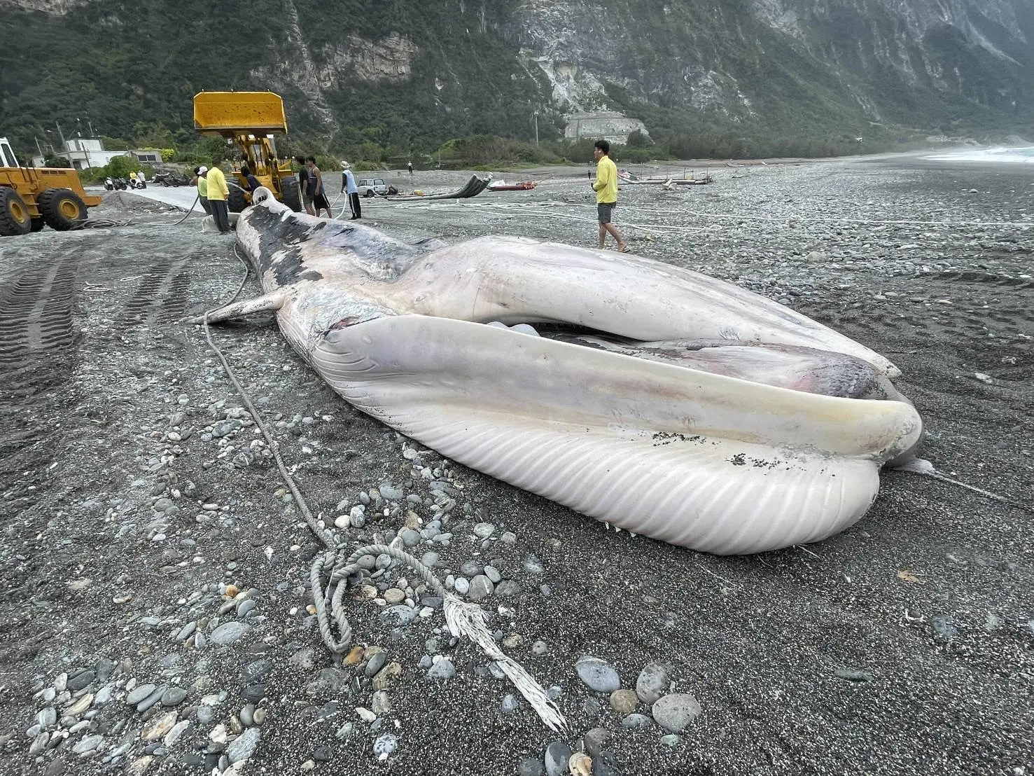 花蓮定置漁場驚見鬚鯨死亡個體 海保署啟動解剖釐清死因 花蓮定置漁場驚見鬚鯨死亡個體 海保署啟動解剖釐清死因
