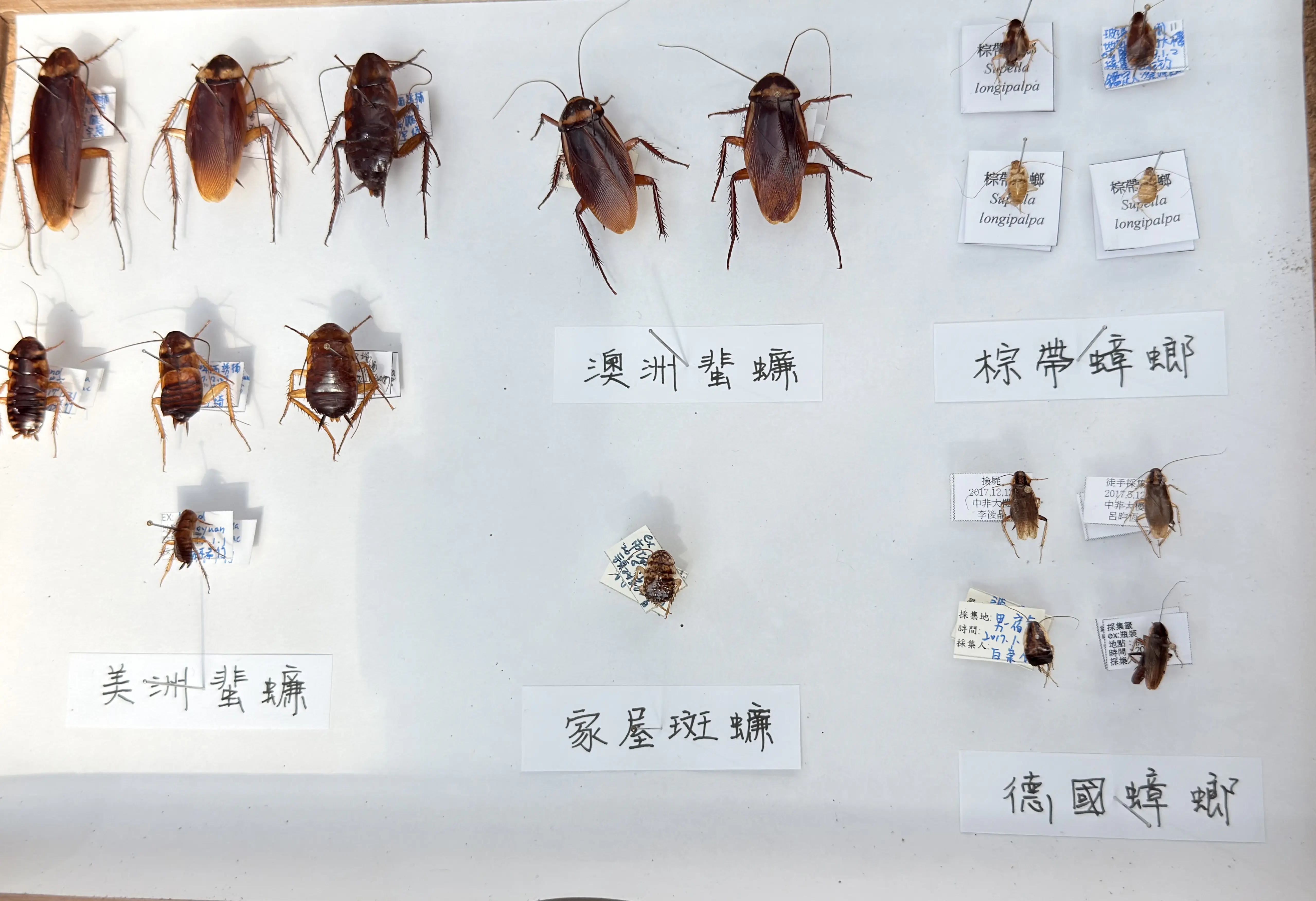 2026 台灣環境害蟲日 邀請民眾一齊智慧防蟲 守護家園 2026 台灣環境害蟲日 邀請民眾一齊智慧防蟲 守護家園