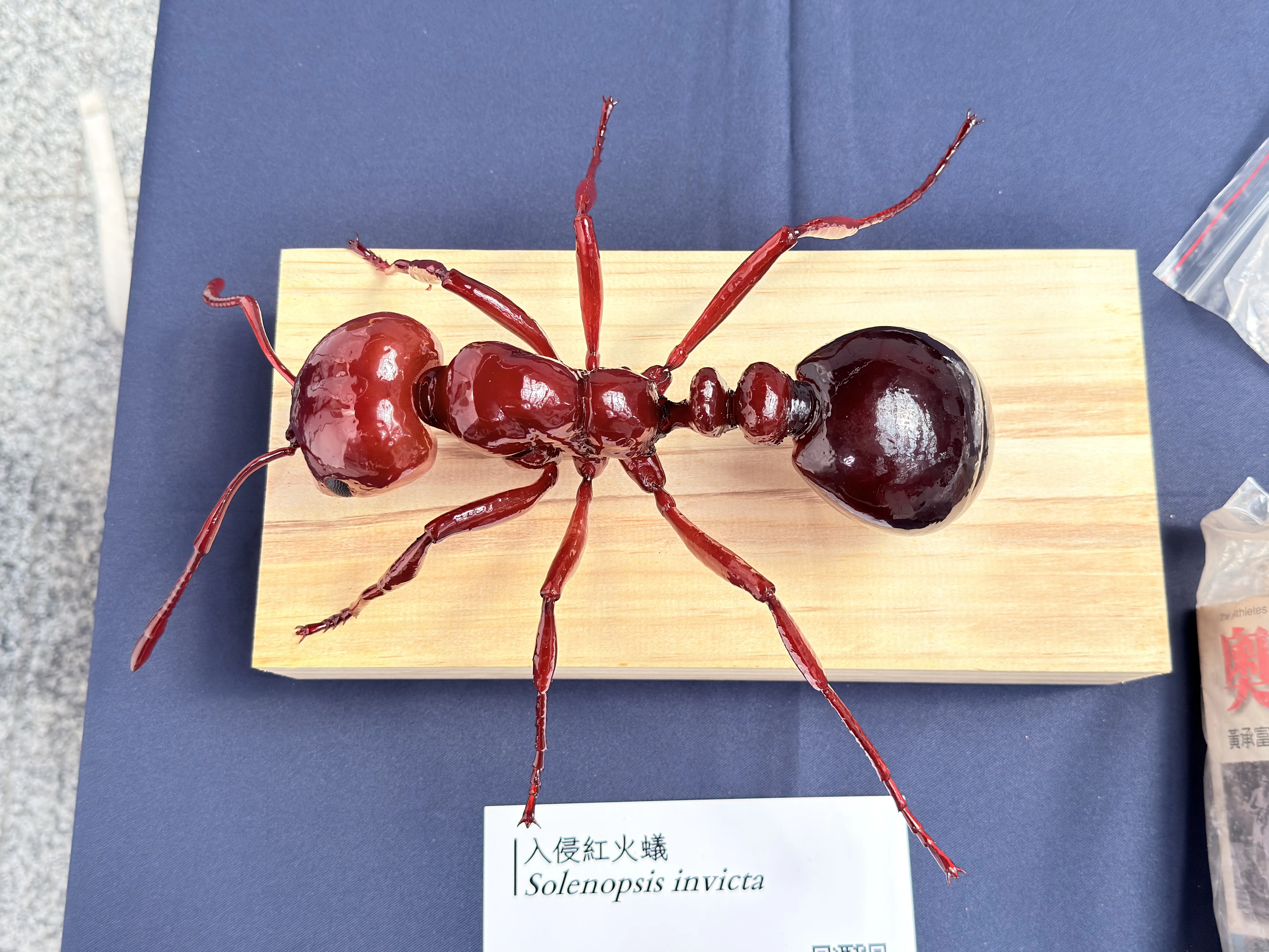 2026 台灣環境害蟲日 邀請民眾一齊智慧防蟲 守護家園 2026 台灣環境害蟲日 邀請民眾一齊智慧防蟲 守護家園