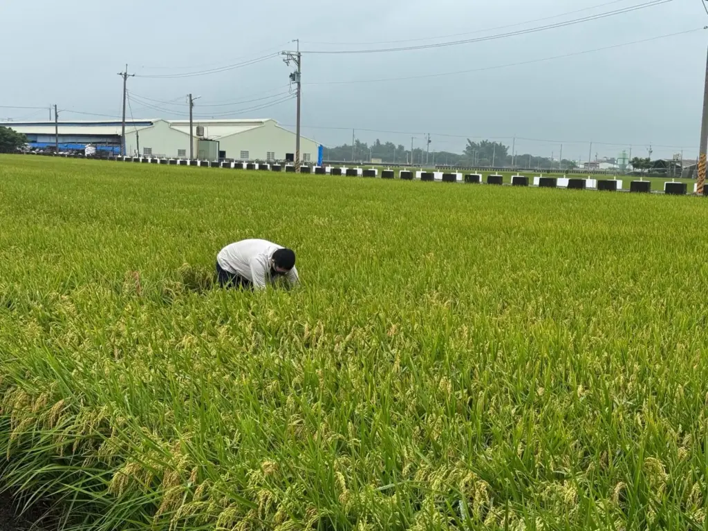 稻米安全管理制度 築起四道防線 守護全民餐桌 稻米安全管理制度 築起四道防線 守護全民餐桌