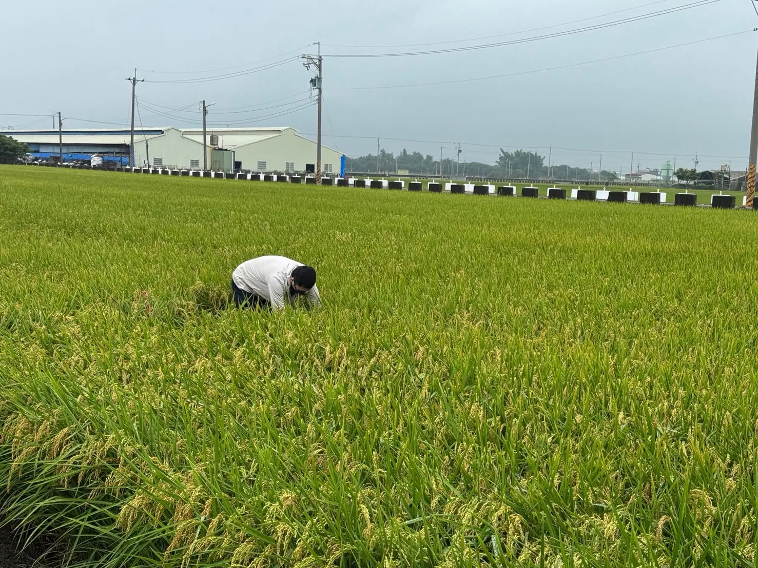 稻米安全管理制度 築起四道防線 守護全民餐桌 稻米安全管理制度 築起四道防線 守護全民餐桌