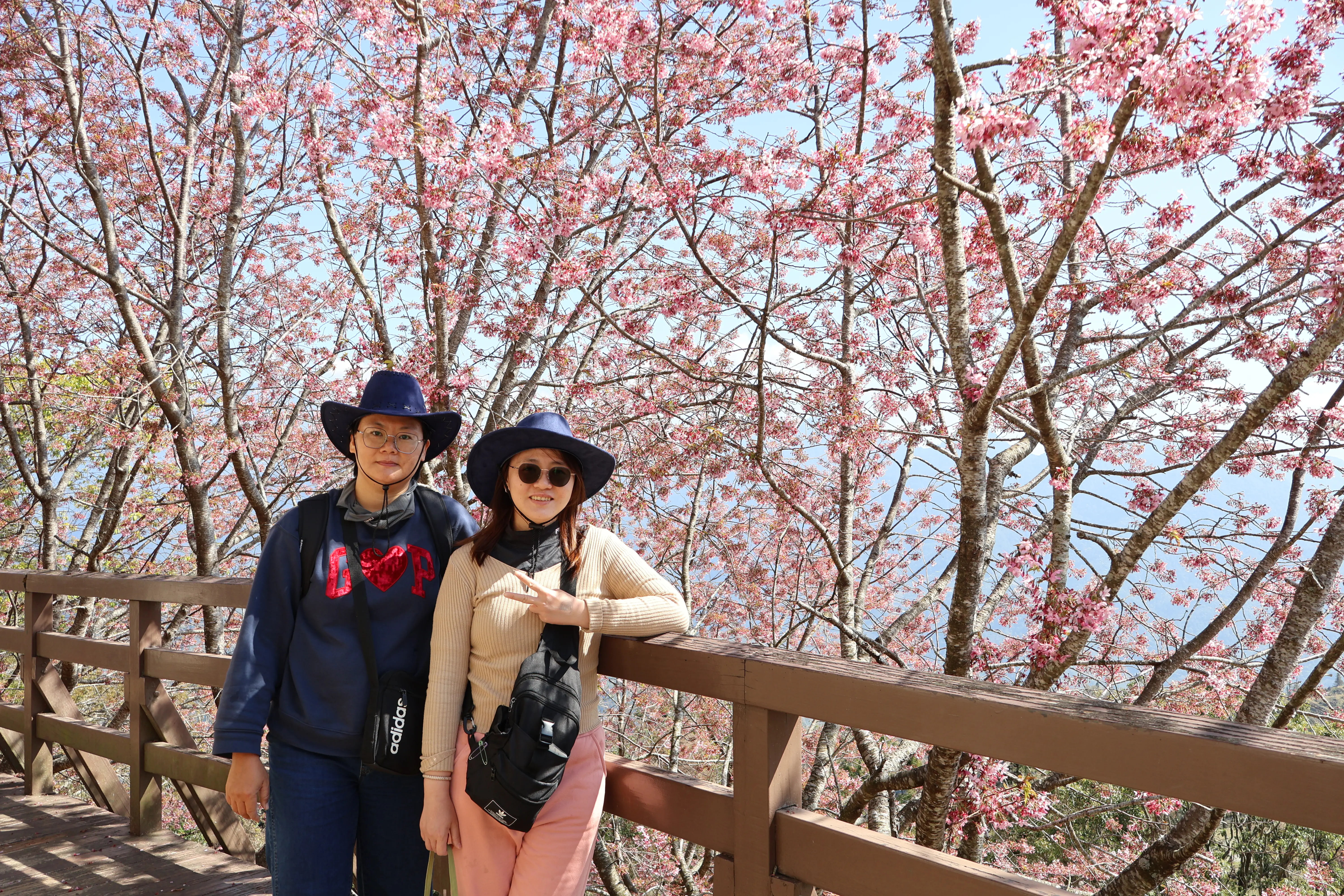 清境攜手梅峰推春季旅遊 跨園區整合帶動高山觀光 清境攜手梅峰推春季旅遊 跨園區整合帶動高山觀光