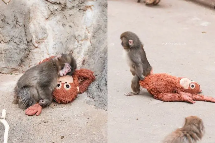 「健康專欄」當Panchi「六親不認」地走路時——從猴子脊椎看人類的腰背危機與自我修復之道 「健康專欄」當Panchi「六親不認」地走路時——從猴子脊椎看人類的腰背危機與自我修復之道