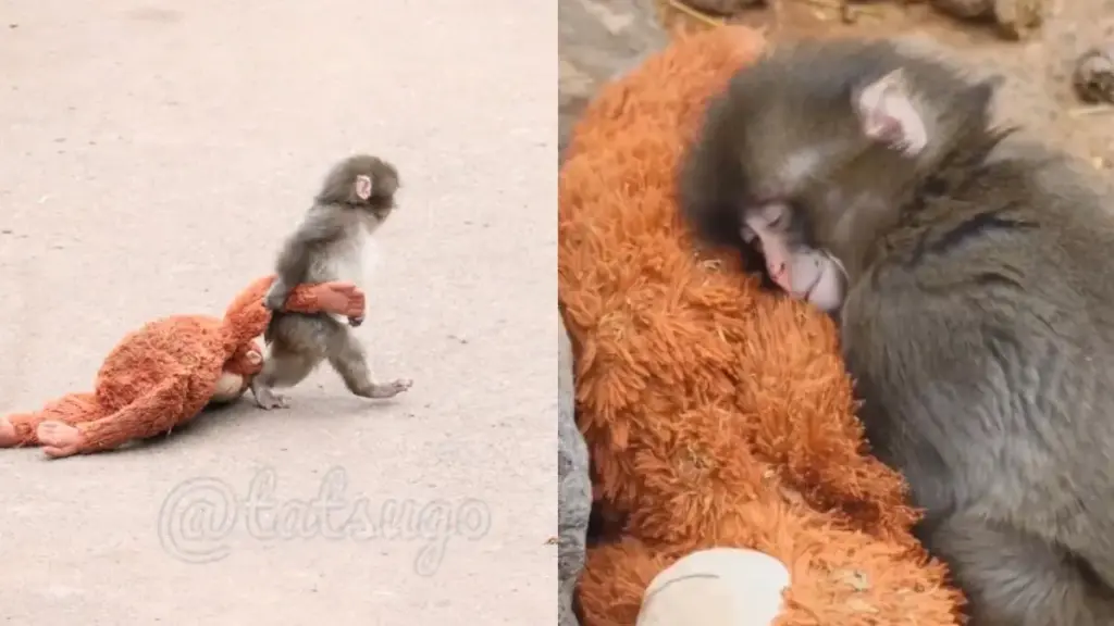 「健康專欄」當Panchi「六親不認」地走路時——從猴子脊椎看人類的腰背危機與自我修復之道 「健康專欄」當Panchi「六親不認」地走路時——從猴子脊椎看人類的腰背危機與自我修復之道