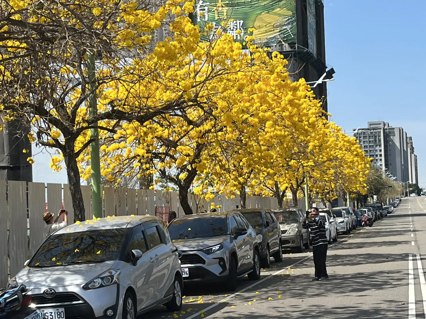 黃花風鈴木盛開!台中春日限定金黃花海 民眾搶拍美照 黃花風鈴木盛開!台中春日限定金黃花海 民眾搶拍美照
