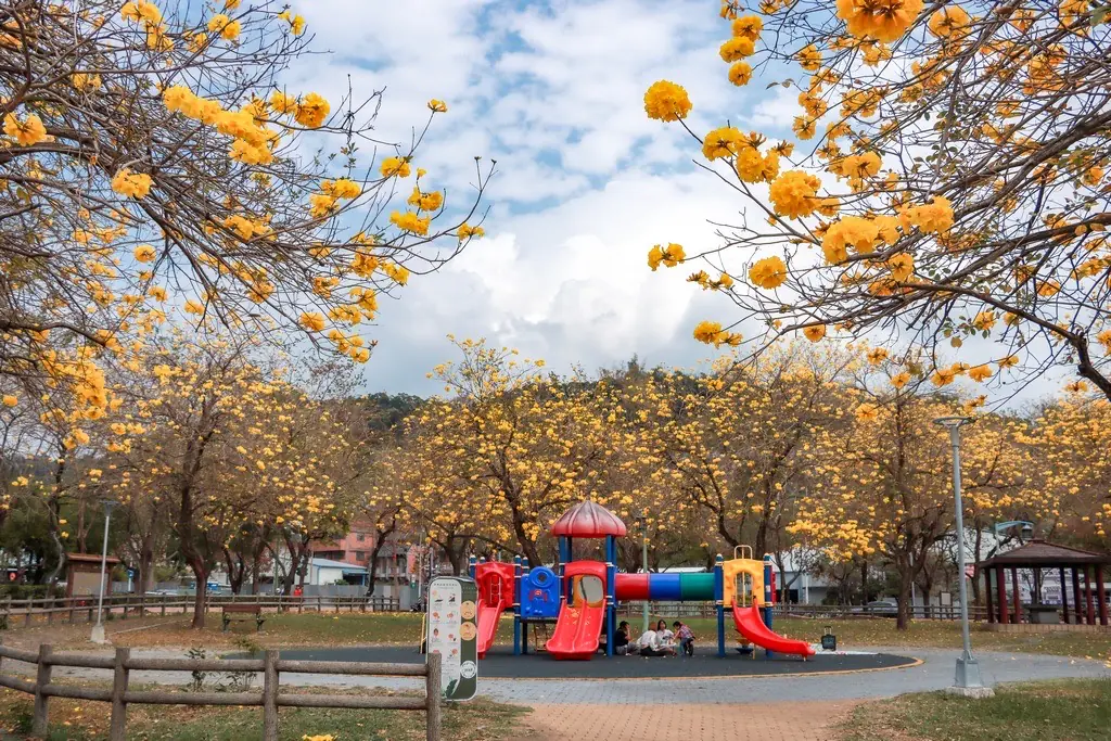 黃花風鈴木盛開!台中春日限定金黃花海 民眾搶拍美照 黃花風鈴木盛開!台中春日限定金黃花海 民眾搶拍美照