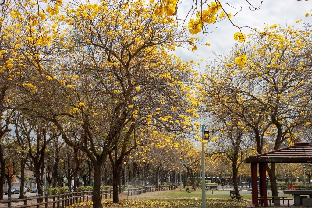 黃花風鈴木盛開!台中春日限定金黃花海 民眾搶拍美照 黃花風鈴木盛開!台中春日限定金黃花海 民眾搶拍美照