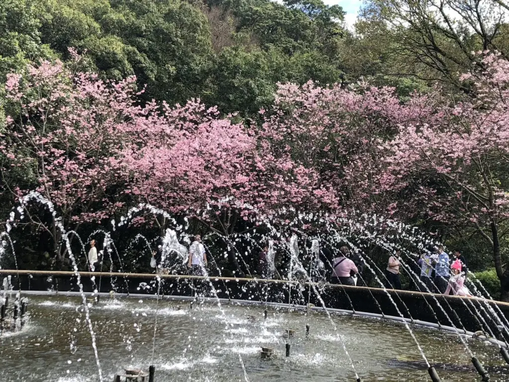 別等到花兒都謝了!陽明山花季39天花卉盛宴近尾聲 別等到花兒都謝了!陽明山花季39天花卉盛宴近尾聲