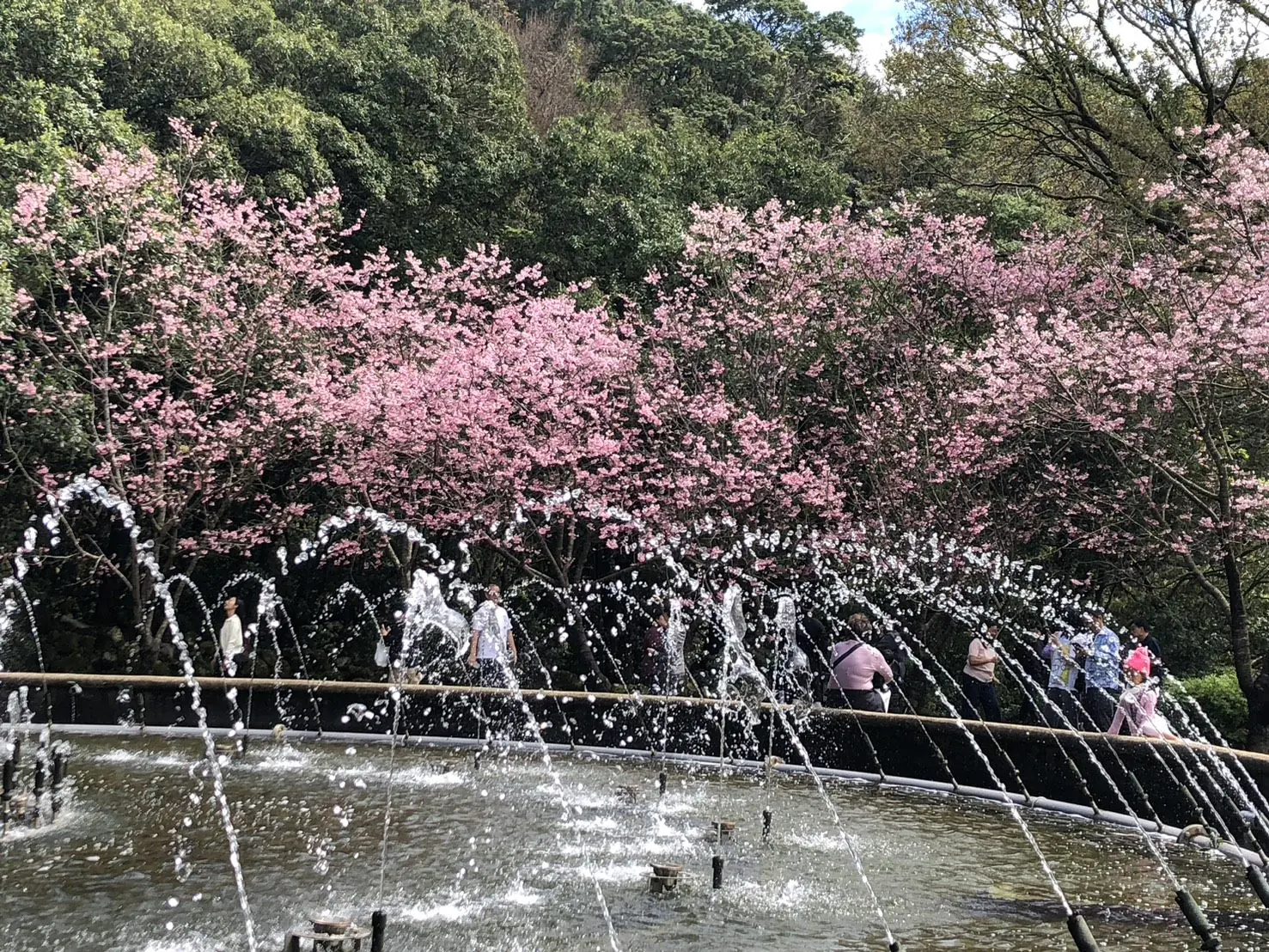 別等到花兒都謝了!陽明山花季39天花卉盛宴近尾聲 別等到花兒都謝了!陽明山花季39天花卉盛宴近尾聲