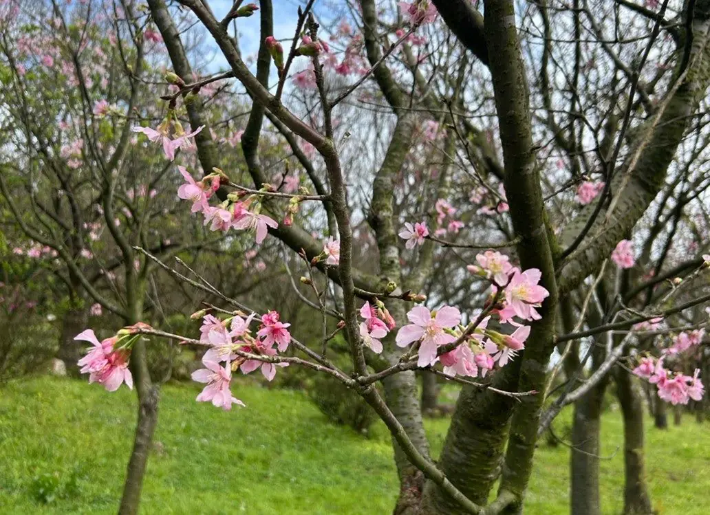 別等到花兒都謝了!陽明山花季39天花卉盛宴近尾聲 別等到花兒都謝了!陽明山花季39天花卉盛宴近尾聲