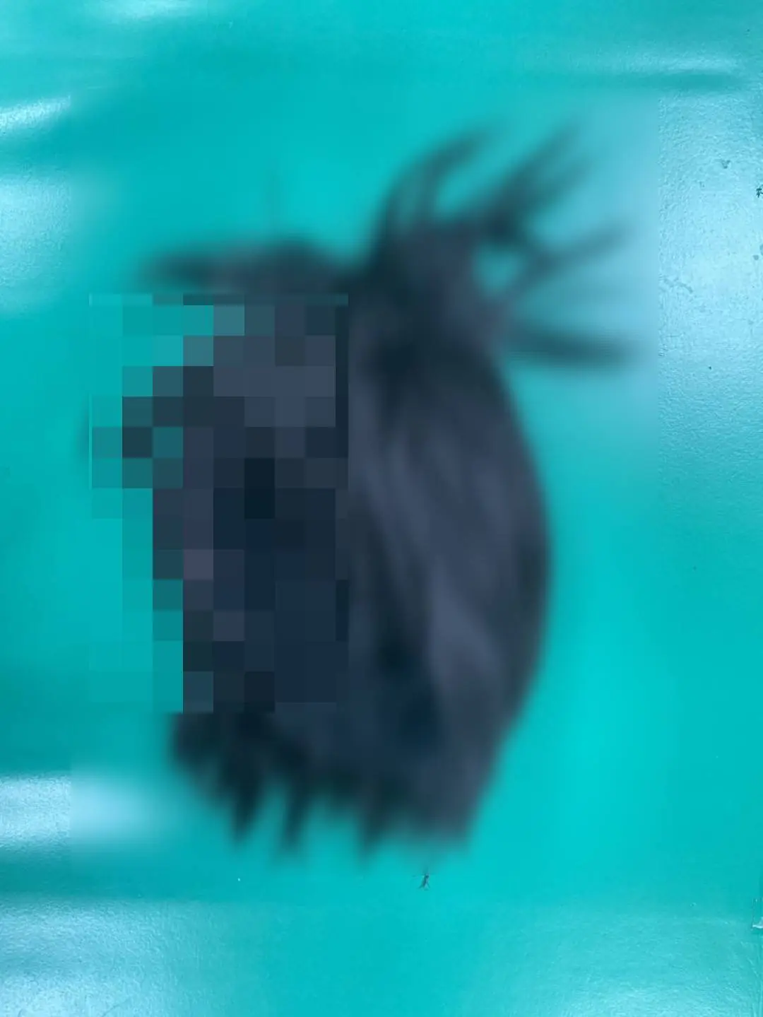 鎖定變裝竊嫌! 埔里分局破獲連續汽、機車竊案 慣犯落網 鎖定變裝竊嫌! 埔里分局破獲連續汽、機車竊案 慣犯落網