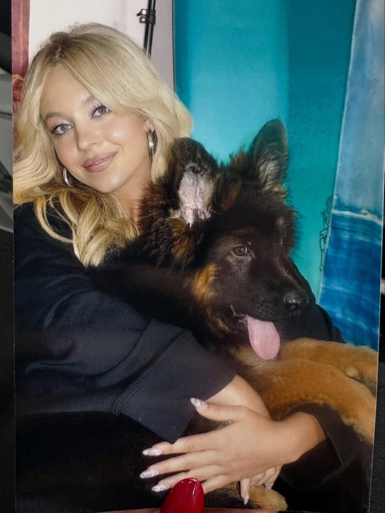 女神也難擋花粉季!Sydney Sweeney 曬愛犬「Sully Bear」超萌近況 女神也難擋花粉季!Sydney Sweeney 曬愛犬「Sully Bear」超萌近況