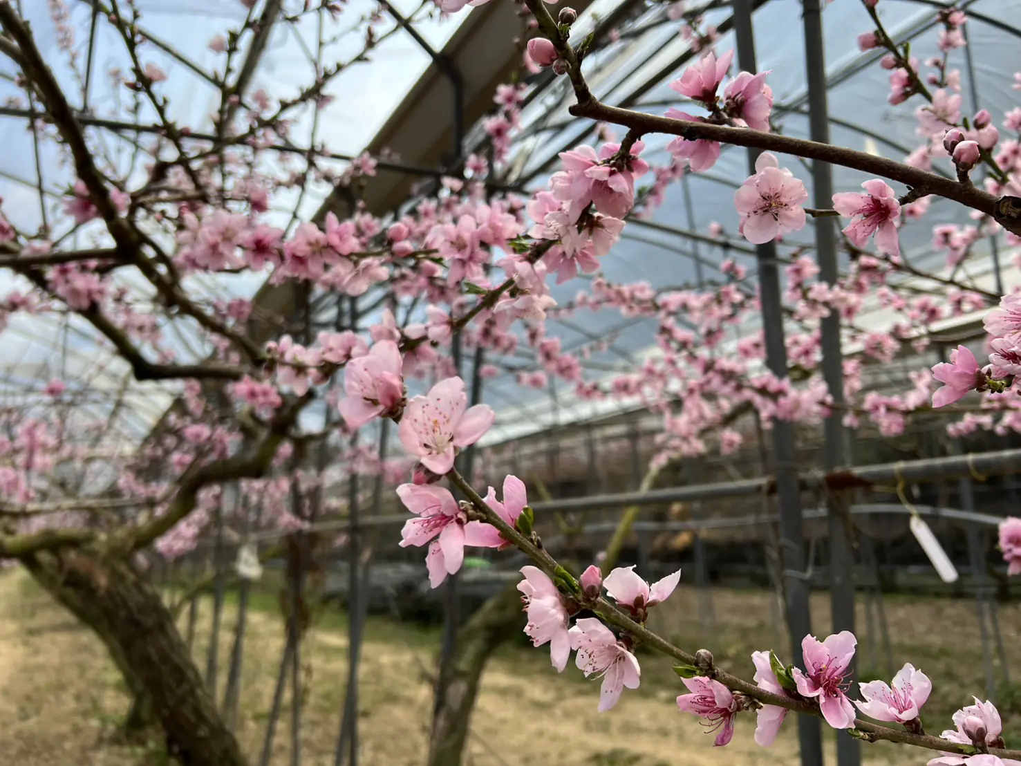 清境攜手梅峰推春季旅遊 跨園區整合帶動高山觀光 清境攜手梅峰推春季旅遊 跨園區整合帶動高山觀光