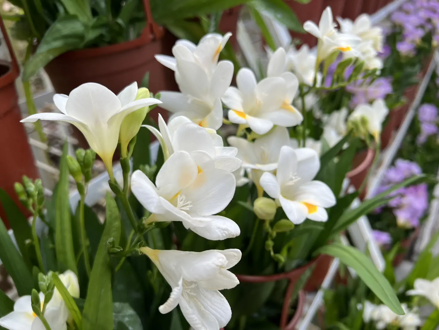 清境攜手梅峰推春季旅遊 跨園區整合帶動高山觀光 清境攜手梅峰推春季旅遊 跨園區整合帶動高山觀光