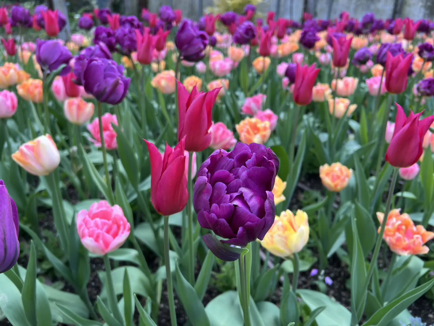 清境攜手梅峰推春季旅遊 跨園區整合帶動高山觀光 清境攜手梅峰推春季旅遊 跨園區整合帶動高山觀光