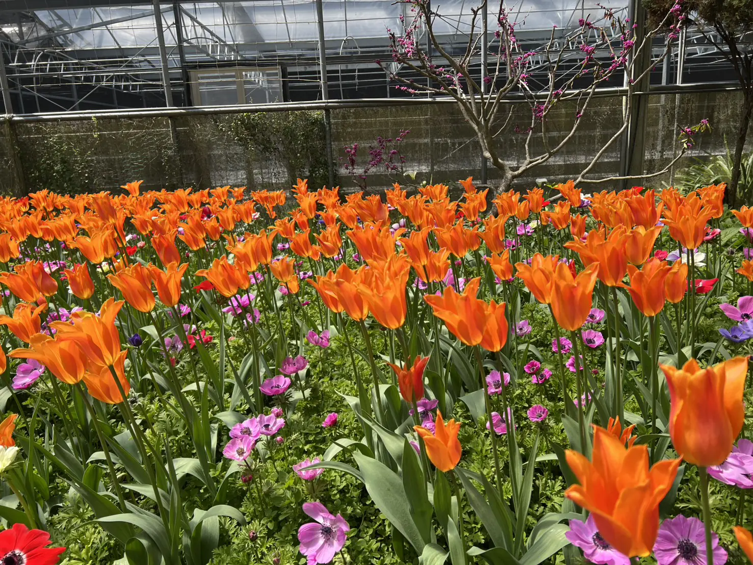 清境攜手梅峰推春季旅遊 跨園區整合帶動高山觀光 清境攜手梅峰推春季旅遊 跨園區整合帶動高山觀光