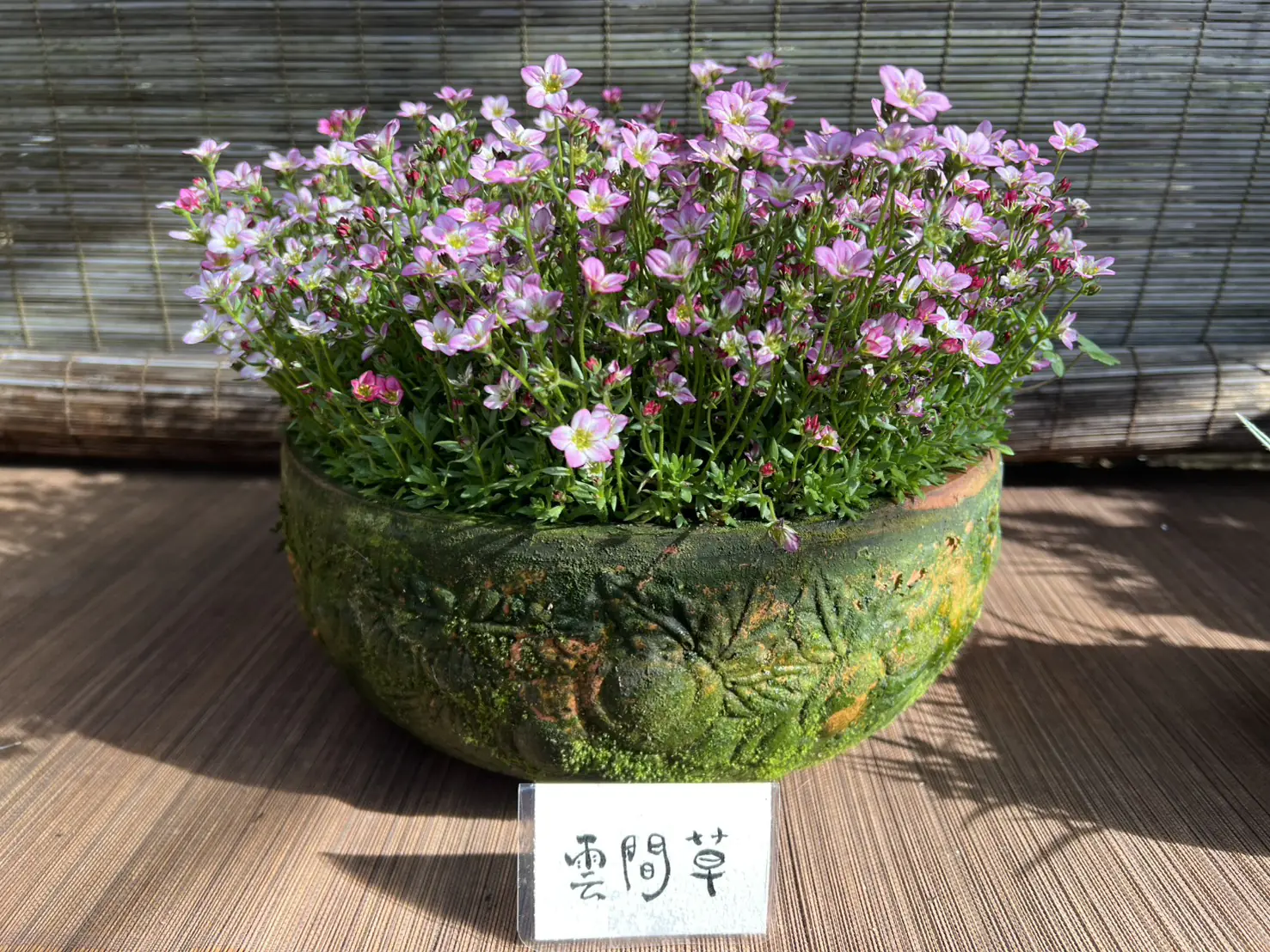 清境攜手梅峰推春季旅遊 跨園區整合帶動高山觀光 清境攜手梅峰推春季旅遊 跨園區整合帶動高山觀光