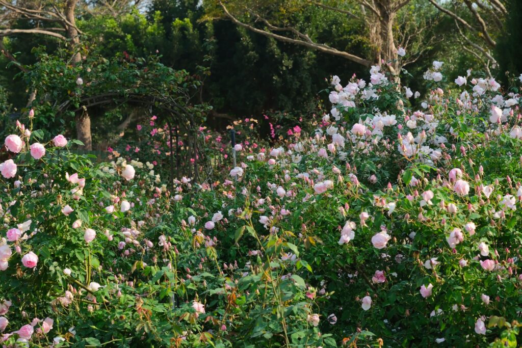 走進 臺北玫瑰園,感受「玫感藝象」的城市浪漫 12 af098ee4 2092 45fa b203 9a3934da7518