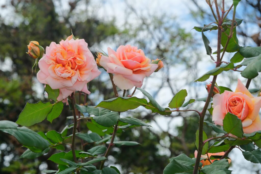 走進 臺北玫瑰園,感受「玫感藝象」的城市浪漫 9 bdc5cb1c 6391 4c82 81e9 504fc88f4ccb