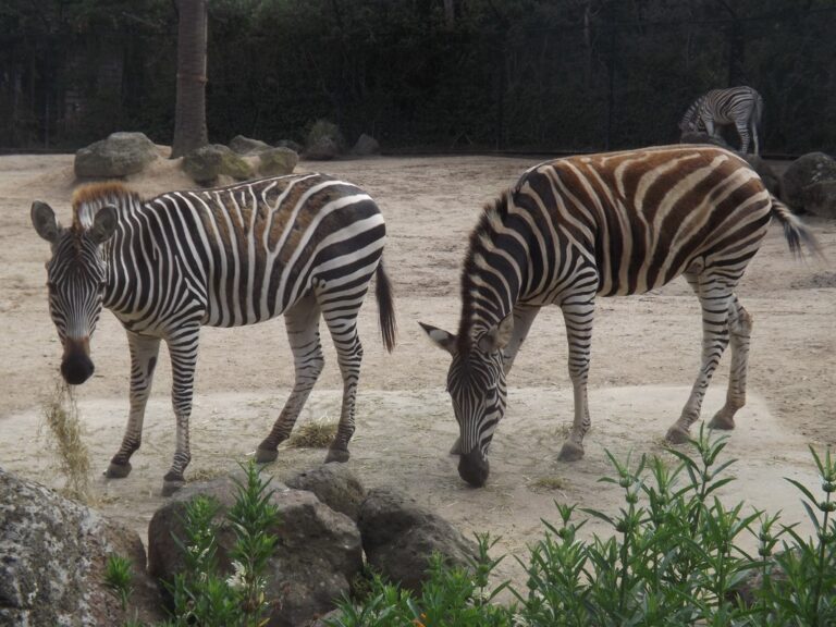 斑馬保育合作再升級 臺北市立動物園迎新成員強化族群多樣性