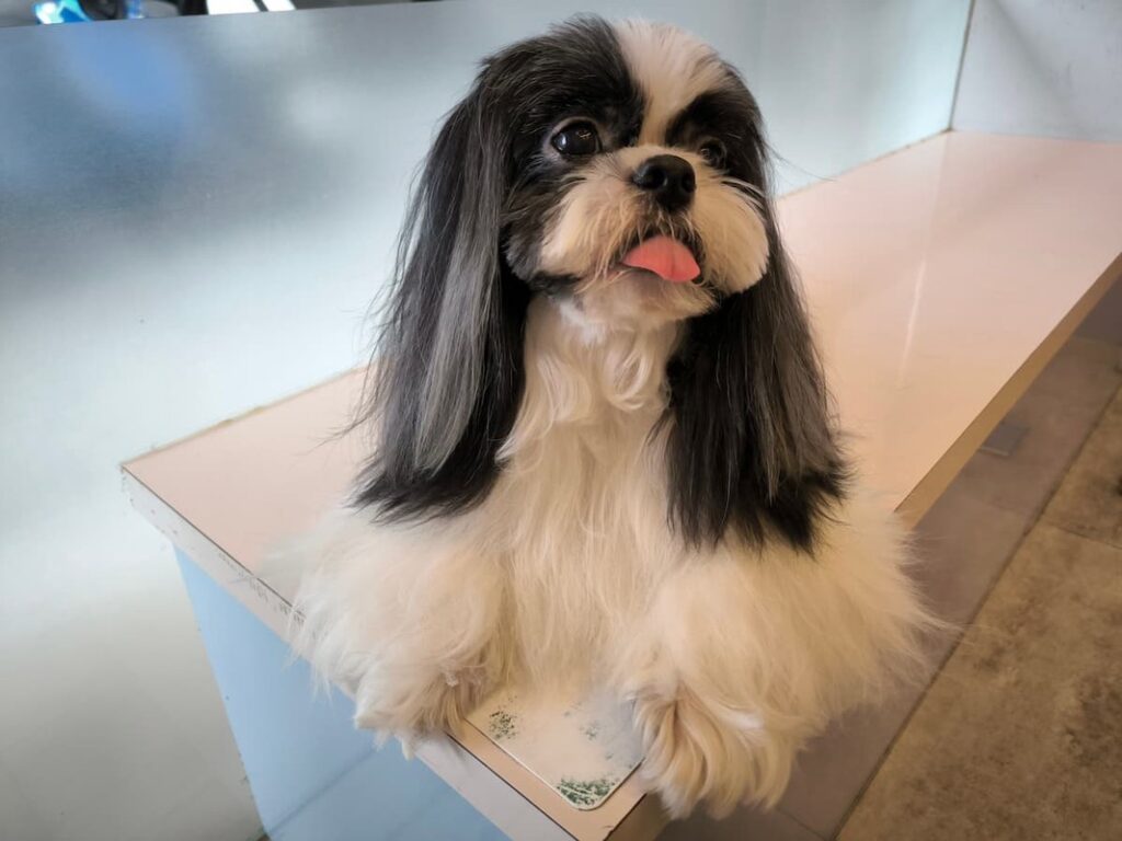 狗貓最常見疾病竟是它! 獸醫提醒別忽視 狗貓最常見疾病竟是它! 獸醫提醒別忽視