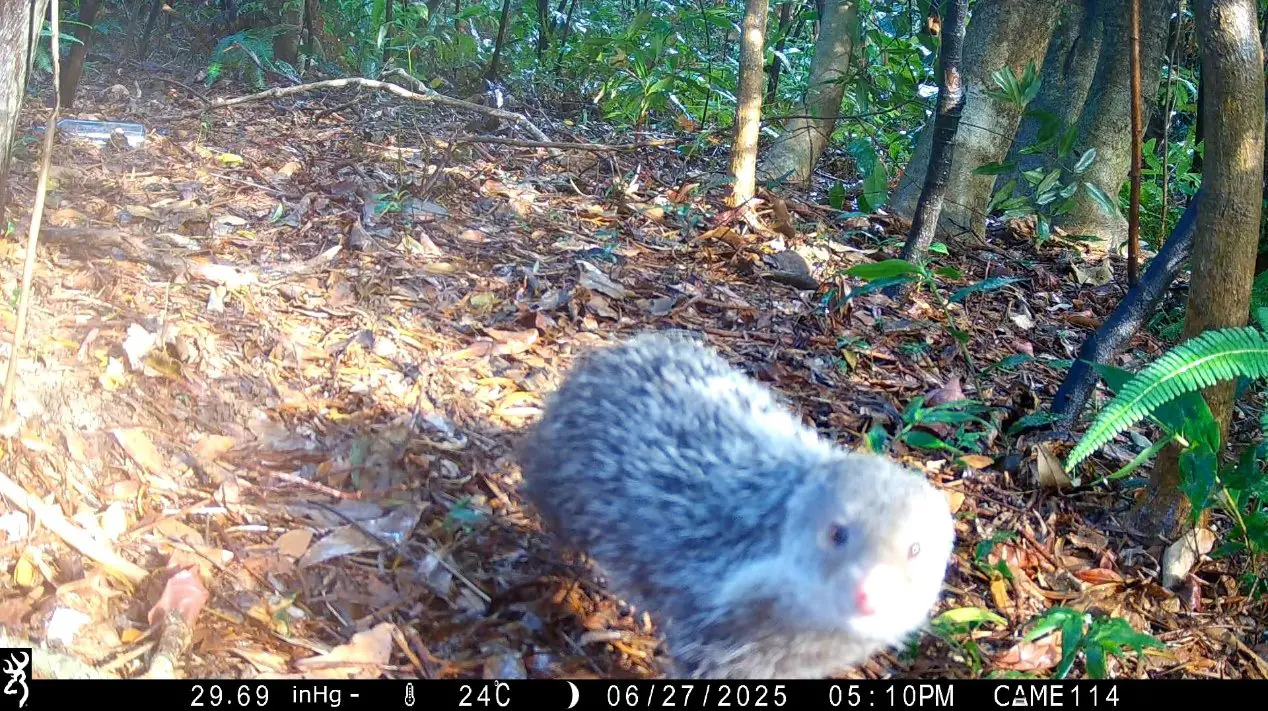 南港公園出現神祕住客 野生動物給您意外驚喜 南港公園出現神祕住客 野生動物給您意外驚喜
