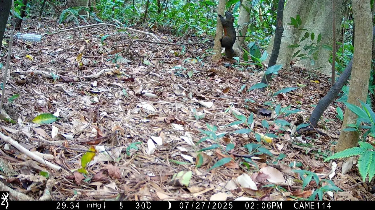 南港公園出現神祕住客 野生動物給您意外驚喜 南港公園出現神祕住客 野生動物給您意外驚喜