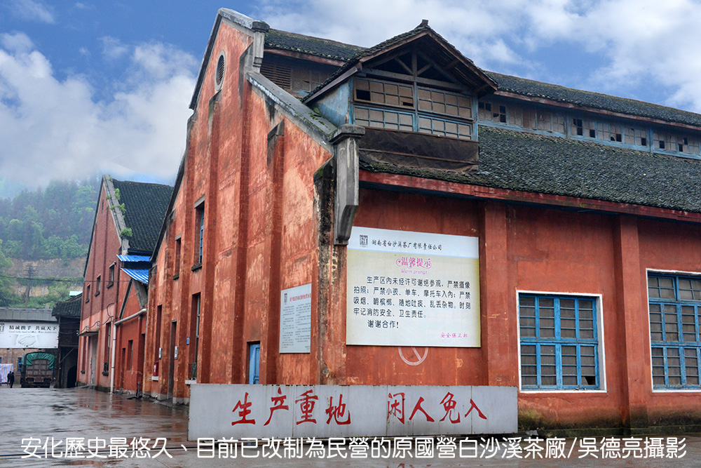 一柱擎天之安化千兩茶探秘 一柱擎天之安化千兩茶探秘